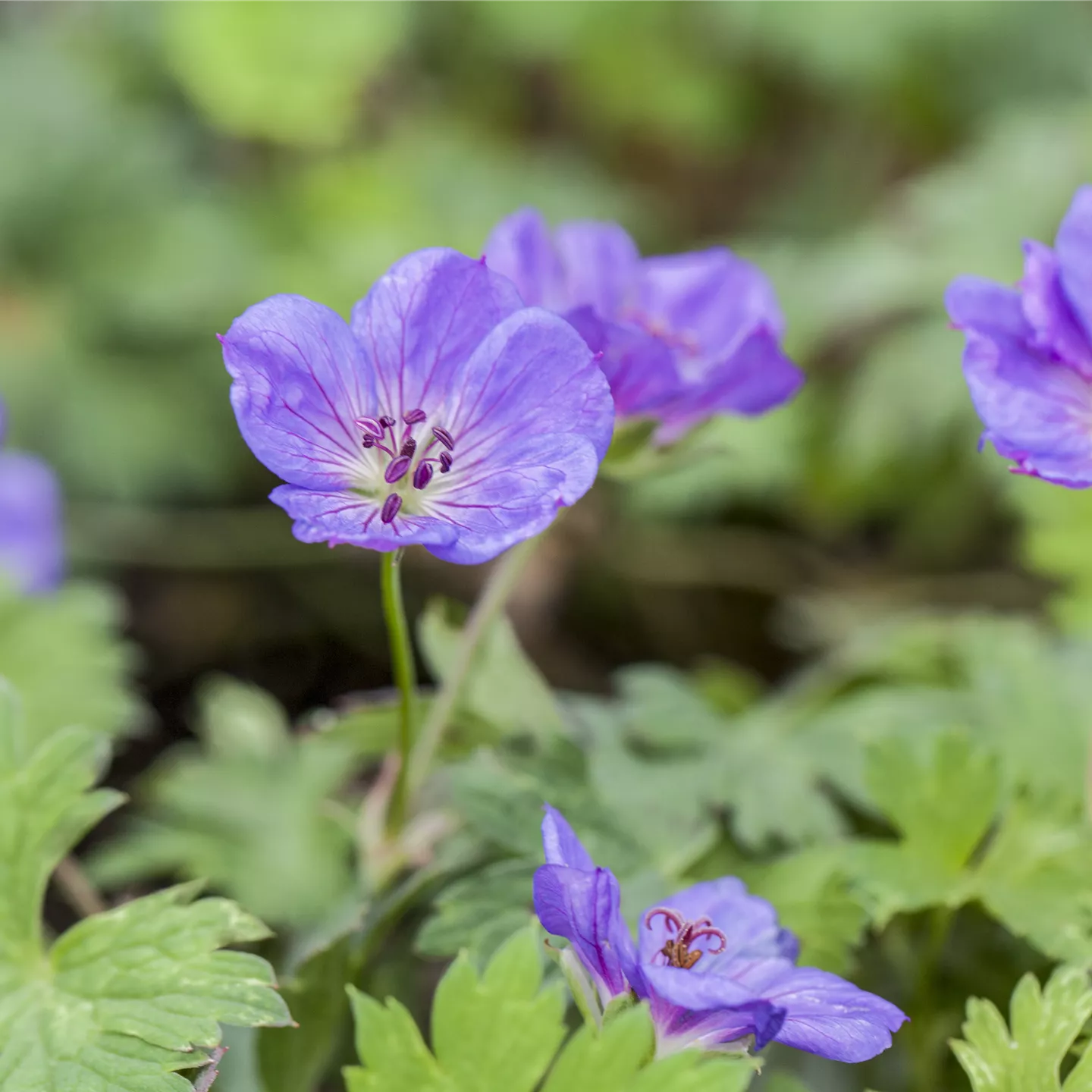 Geranium wallichianum 'Rozanne' -R-