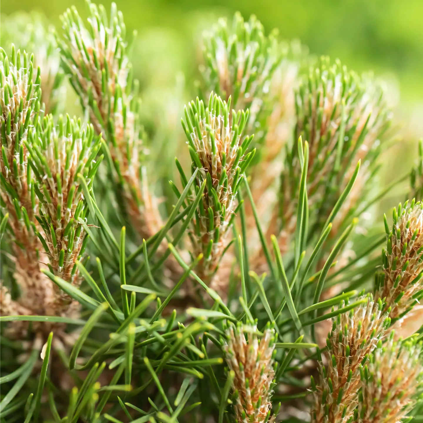 Pinus nigra 'Bambino'