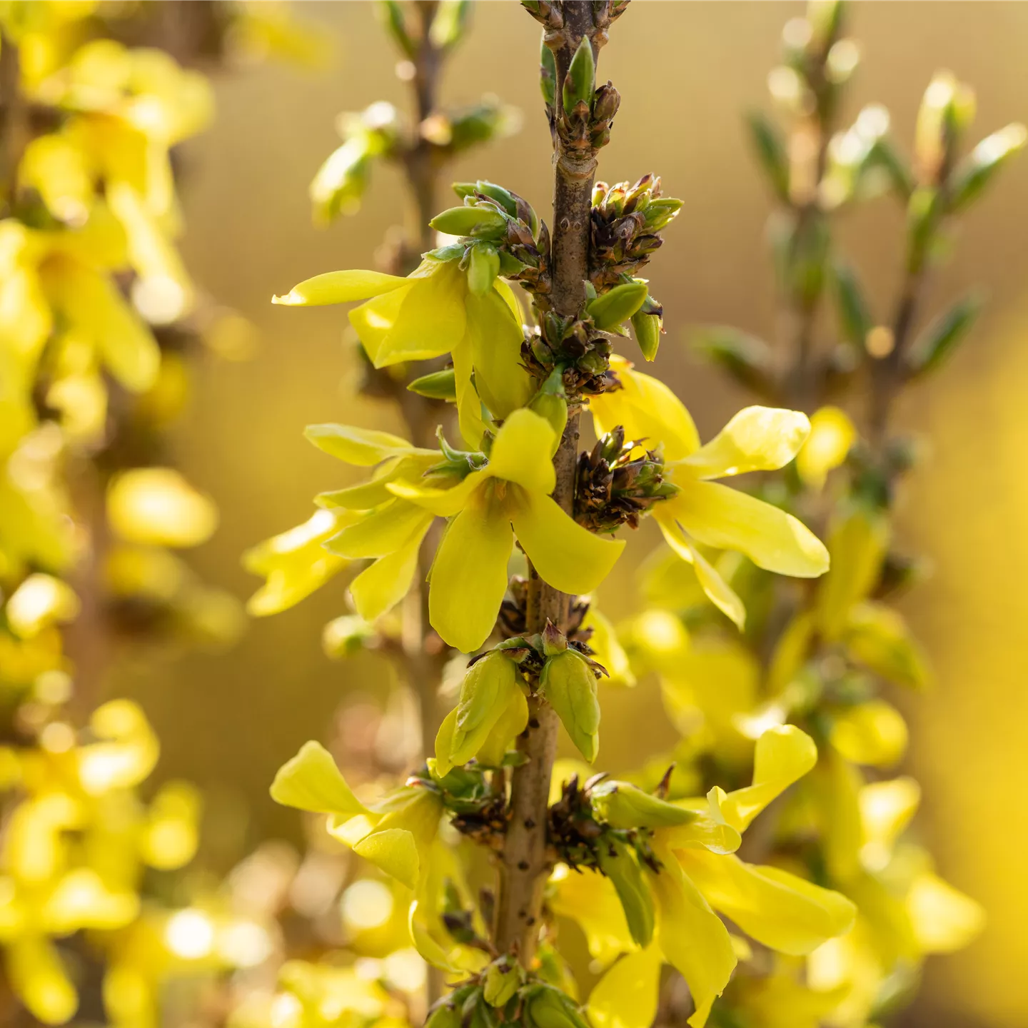 Forsythia 'Mikador' -R-