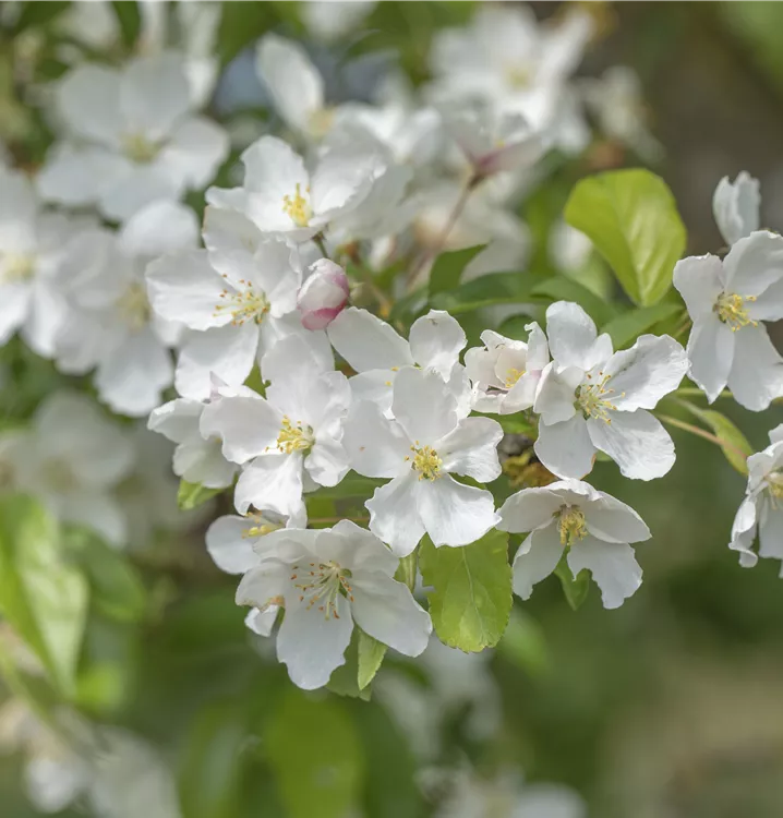 Zierapfel 'Fontana' -S-