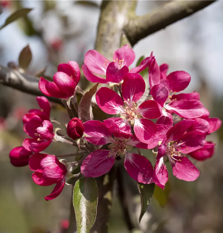 Zierapfel 'Mokum'