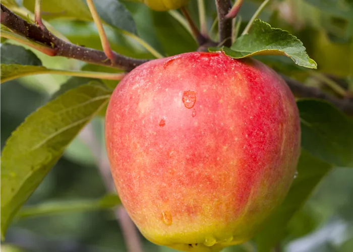 Malus 'Rebella' -S- CAC