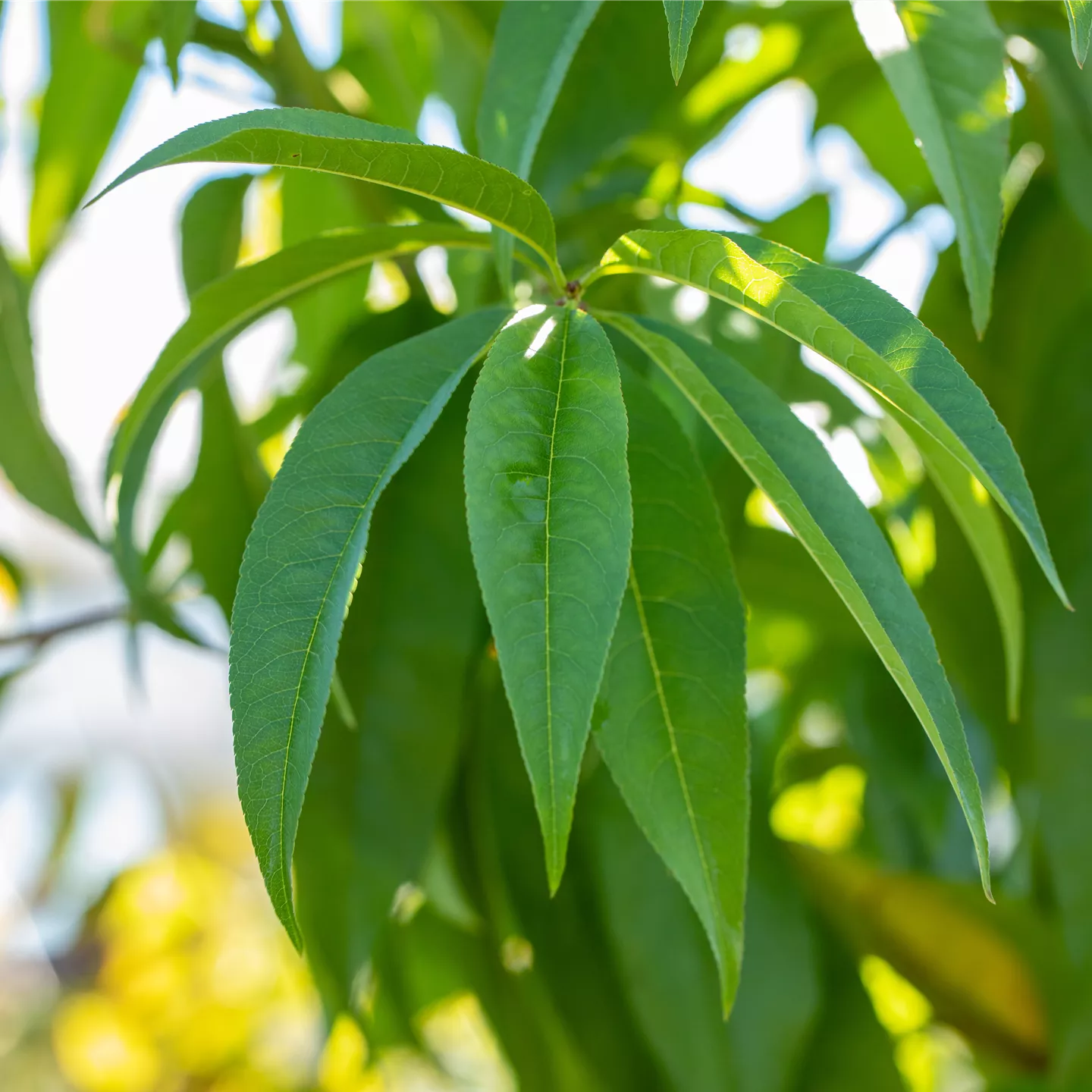 Prunus persica 'Dixired' CAC