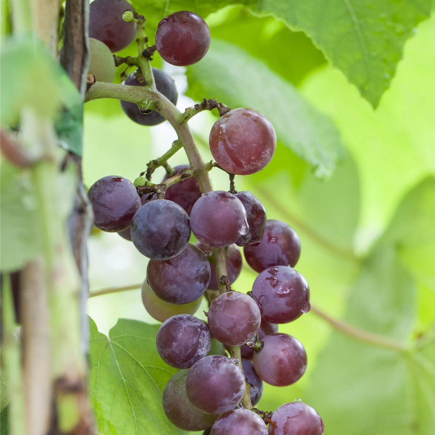 Vitis 'Katharina'