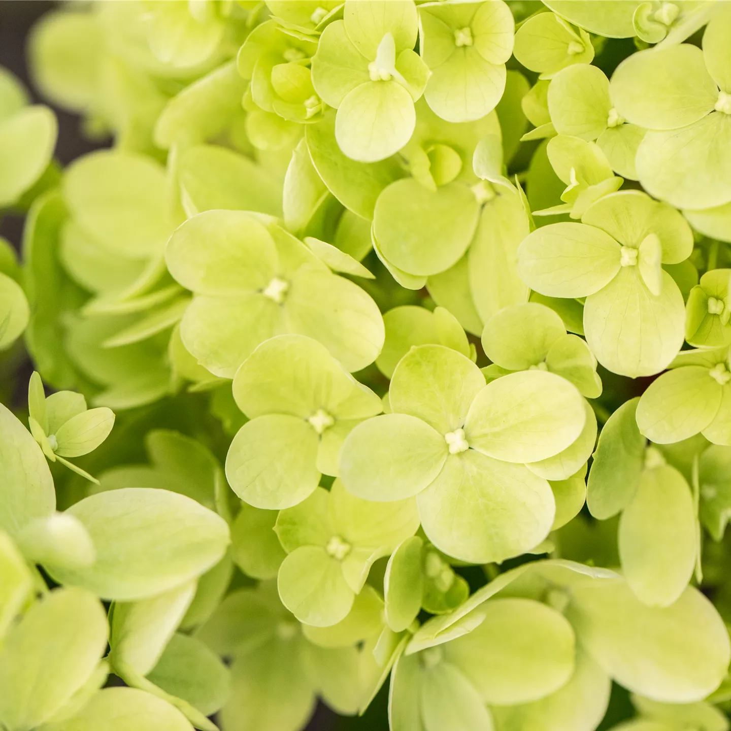 Hydrangea panic. 'Mojito'