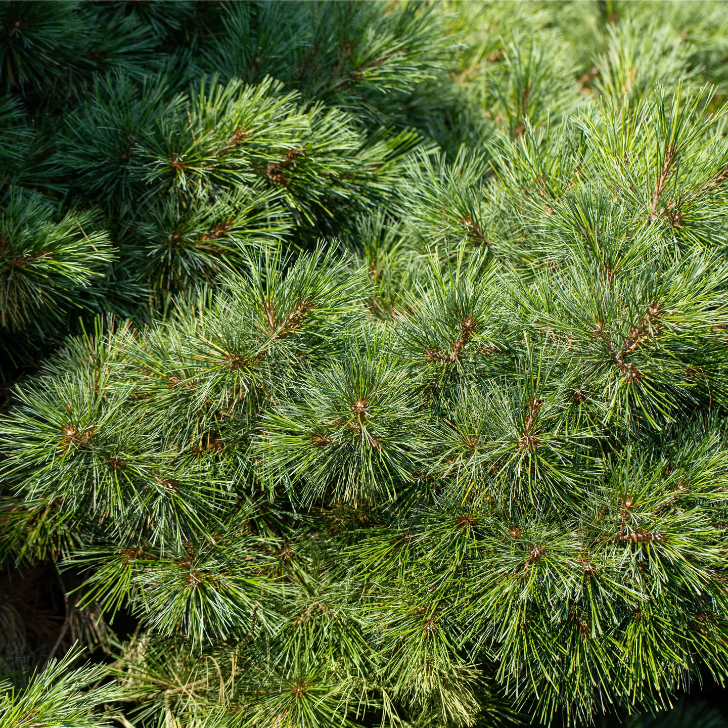 Pinus strobus 'Radiata'