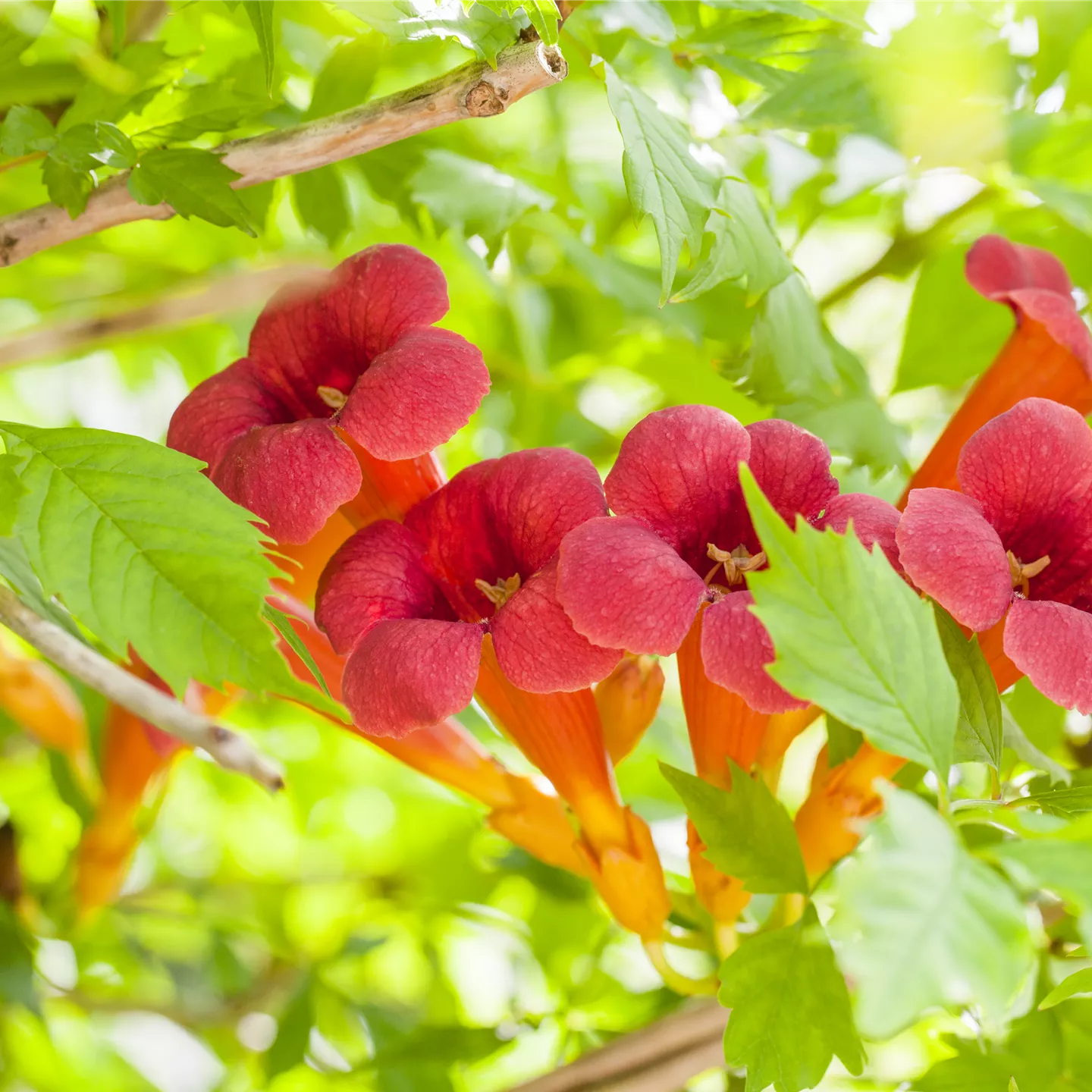 Campsis radicans i.S.