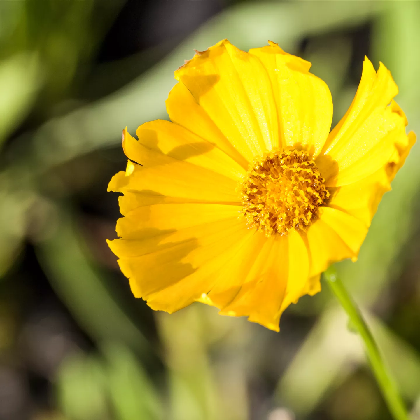 Coreopsis grandiflora 'Schnittgold'