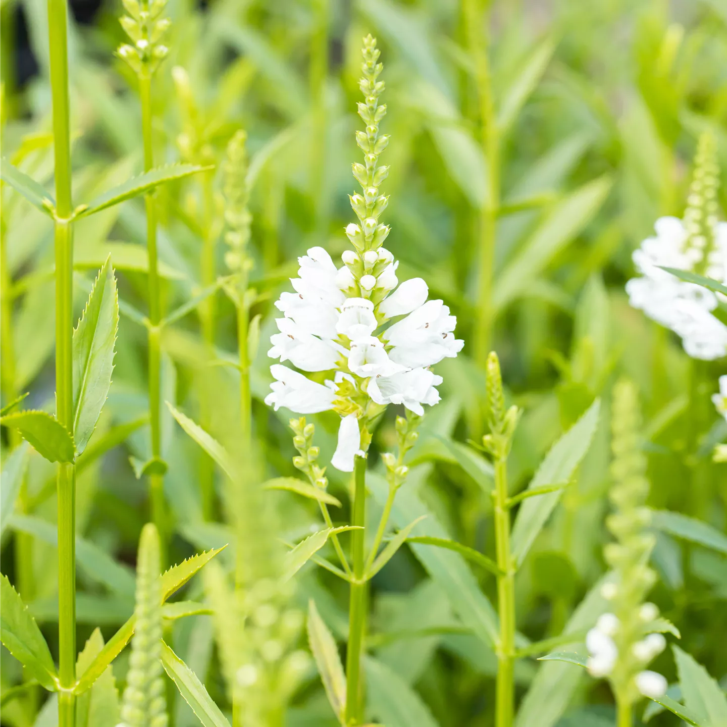 Physostegia virginiana 'Alba'