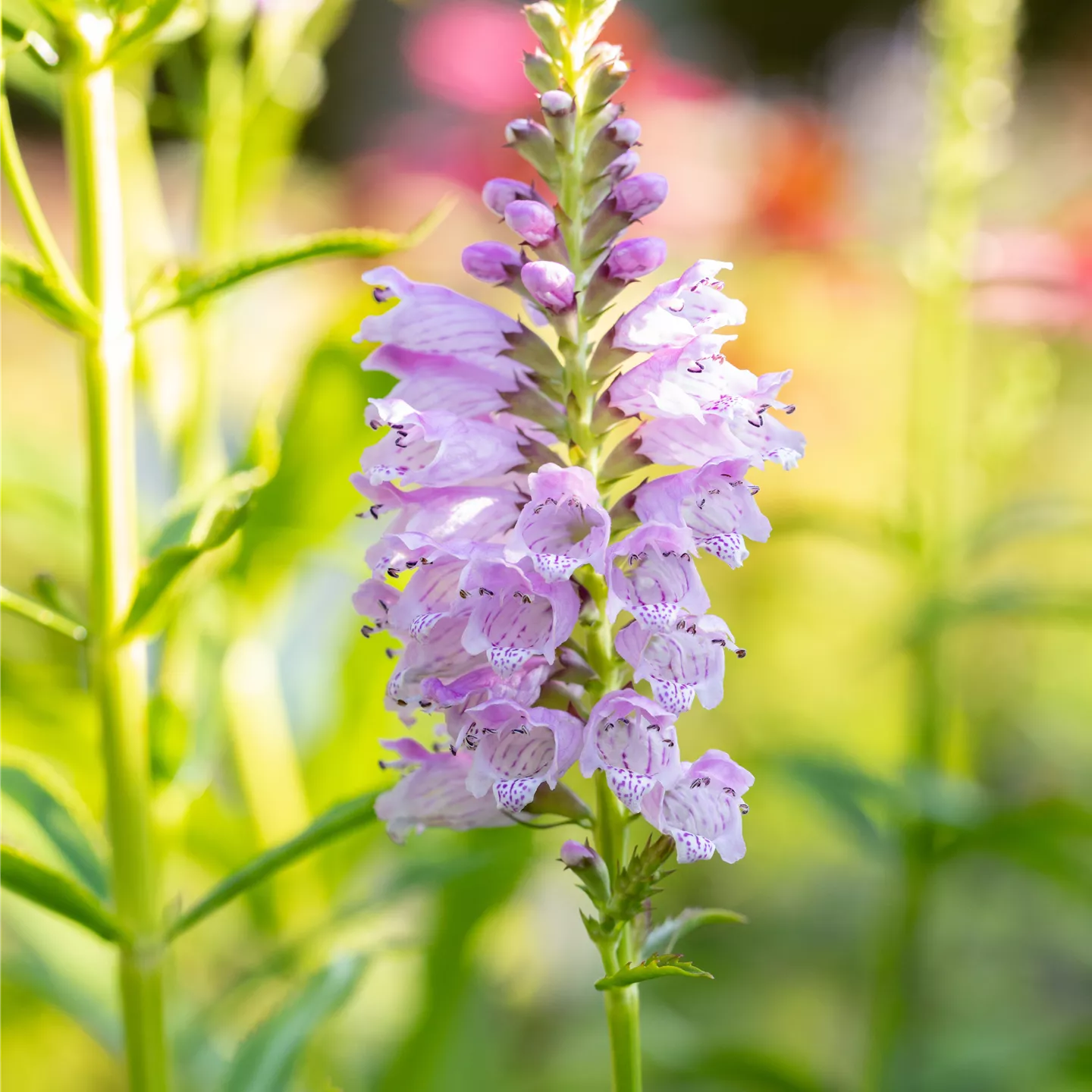 Physostegia virginiana 'Rosea', gen.