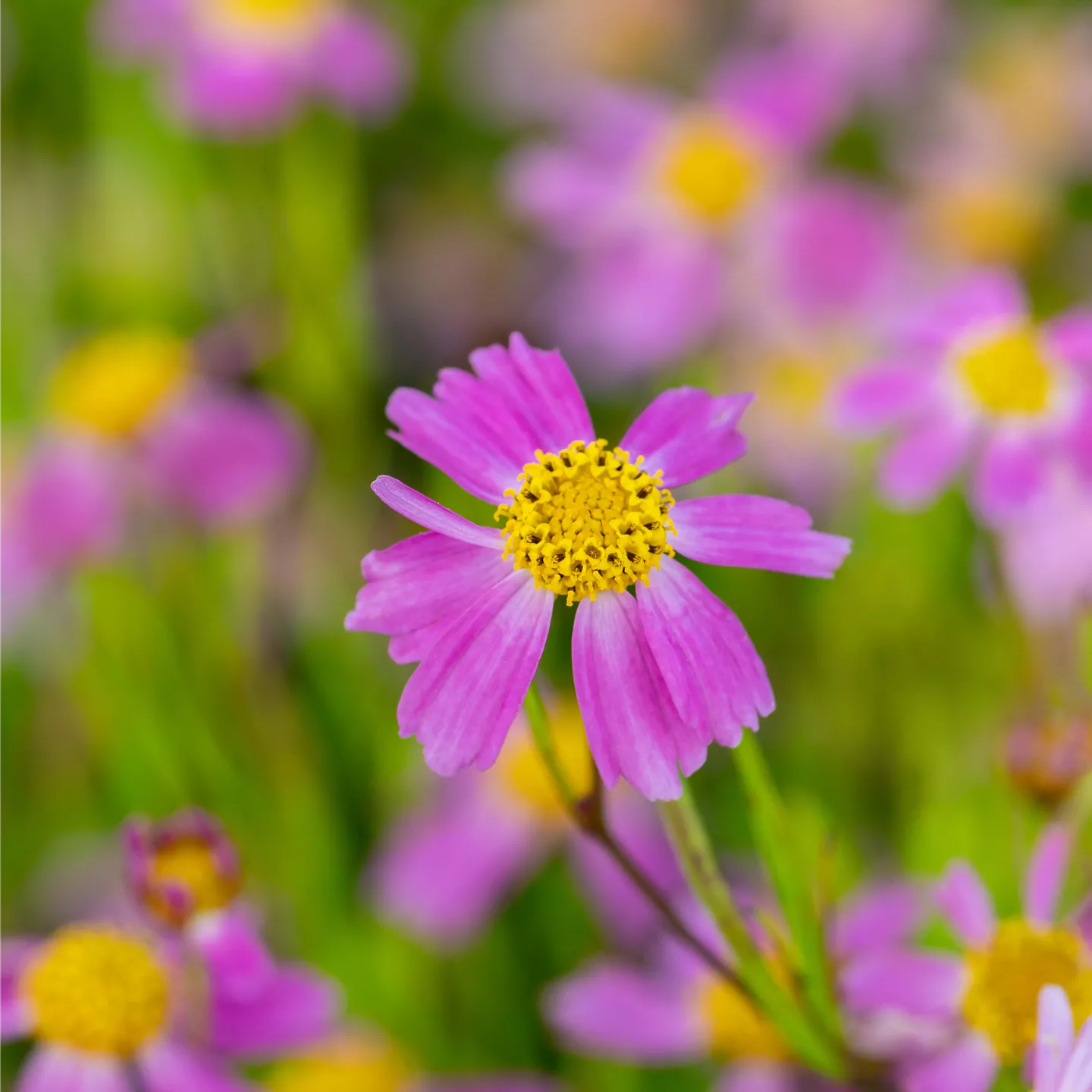 Coreopsis rosea 'American Dream'