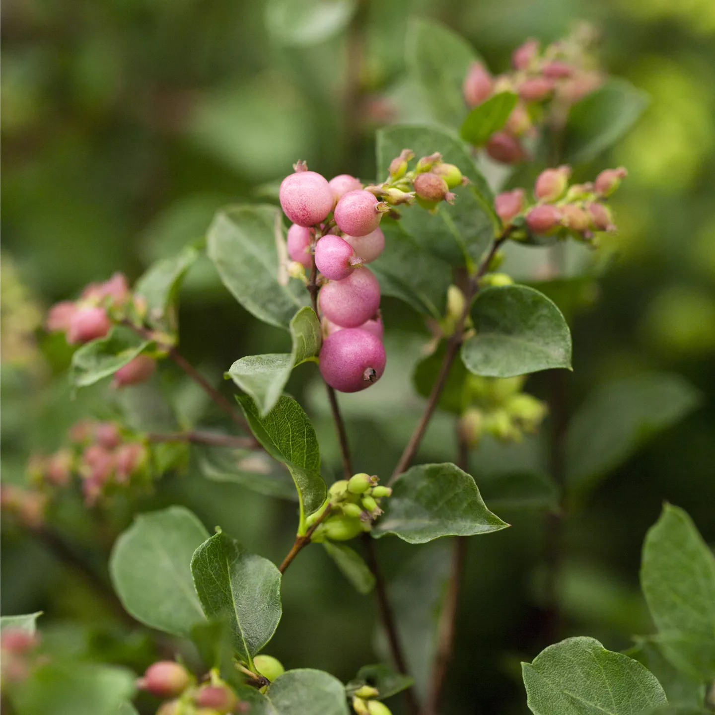 Symphoricarpos door. 'Magical Candy' -R-