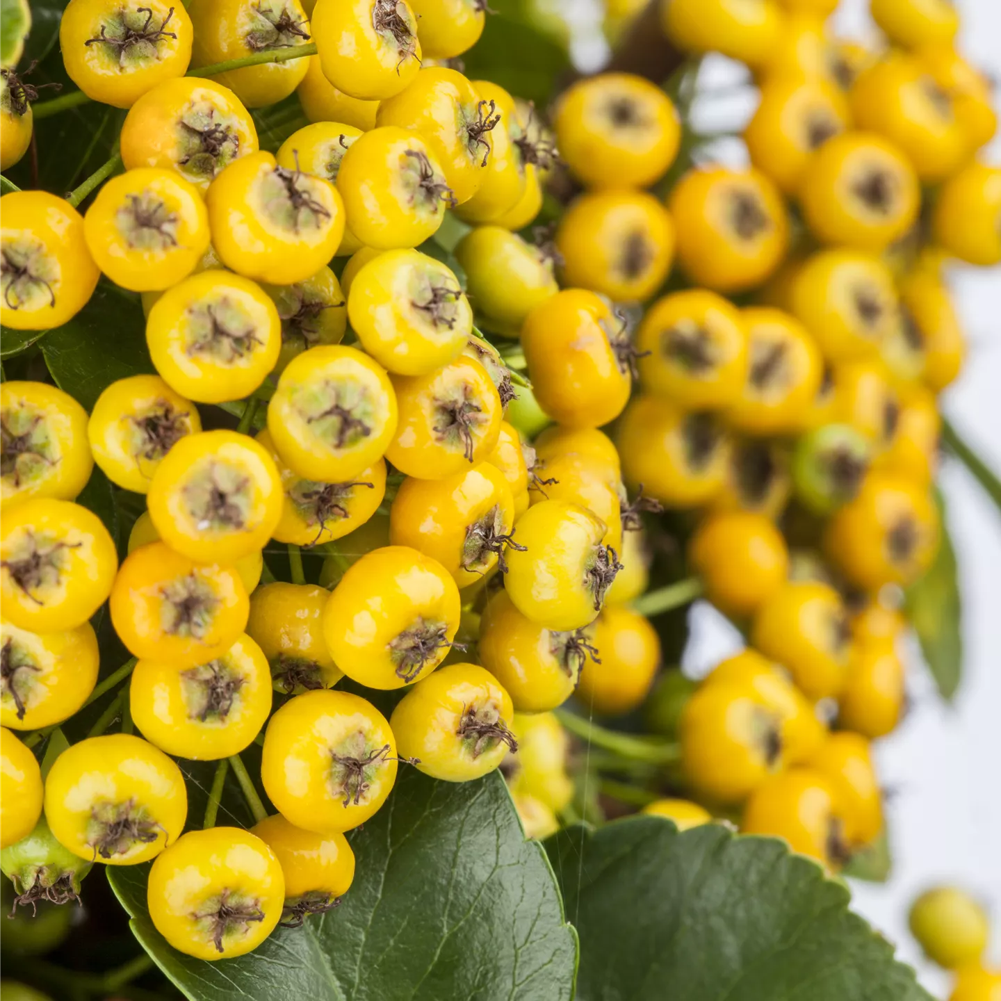 Pyracantha 'Soleil d'Or'