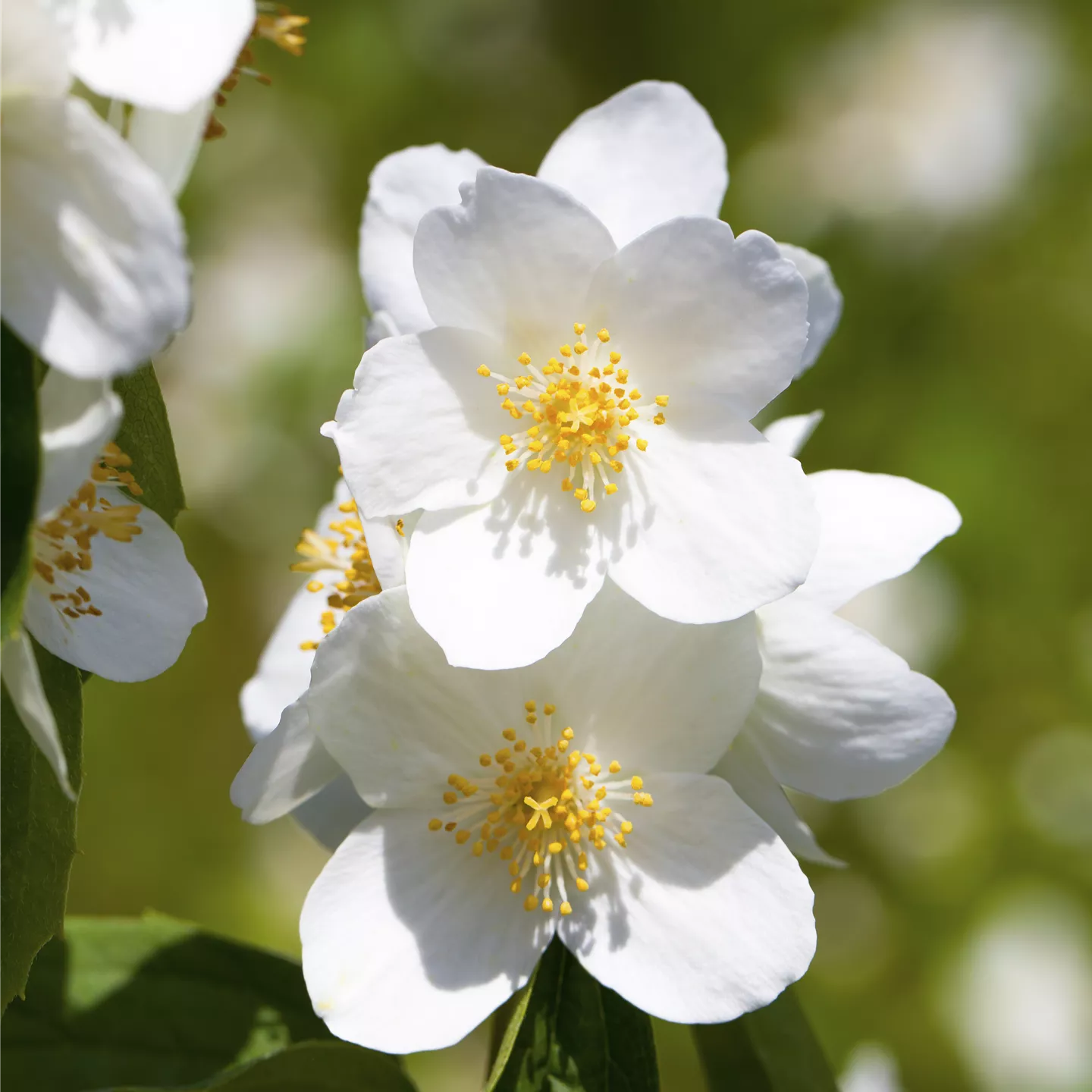 Philadelphus 'Belle Etoile'