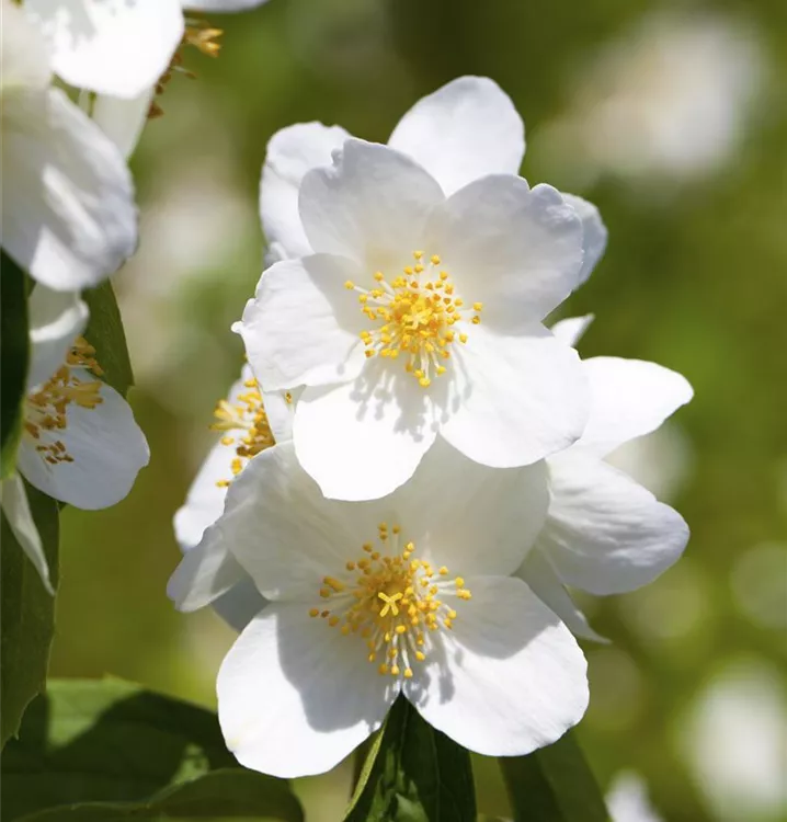 Pfeifenstrauch, Falscher Jasmin