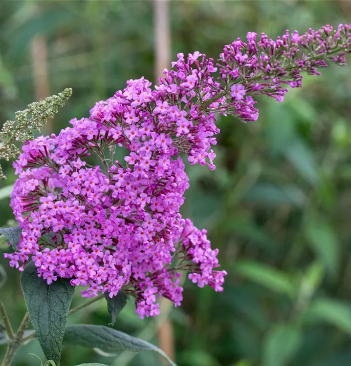 Schmetterlingsstrauch, Sommerflieder