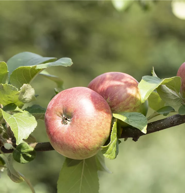 Apfel Roter James Grieve