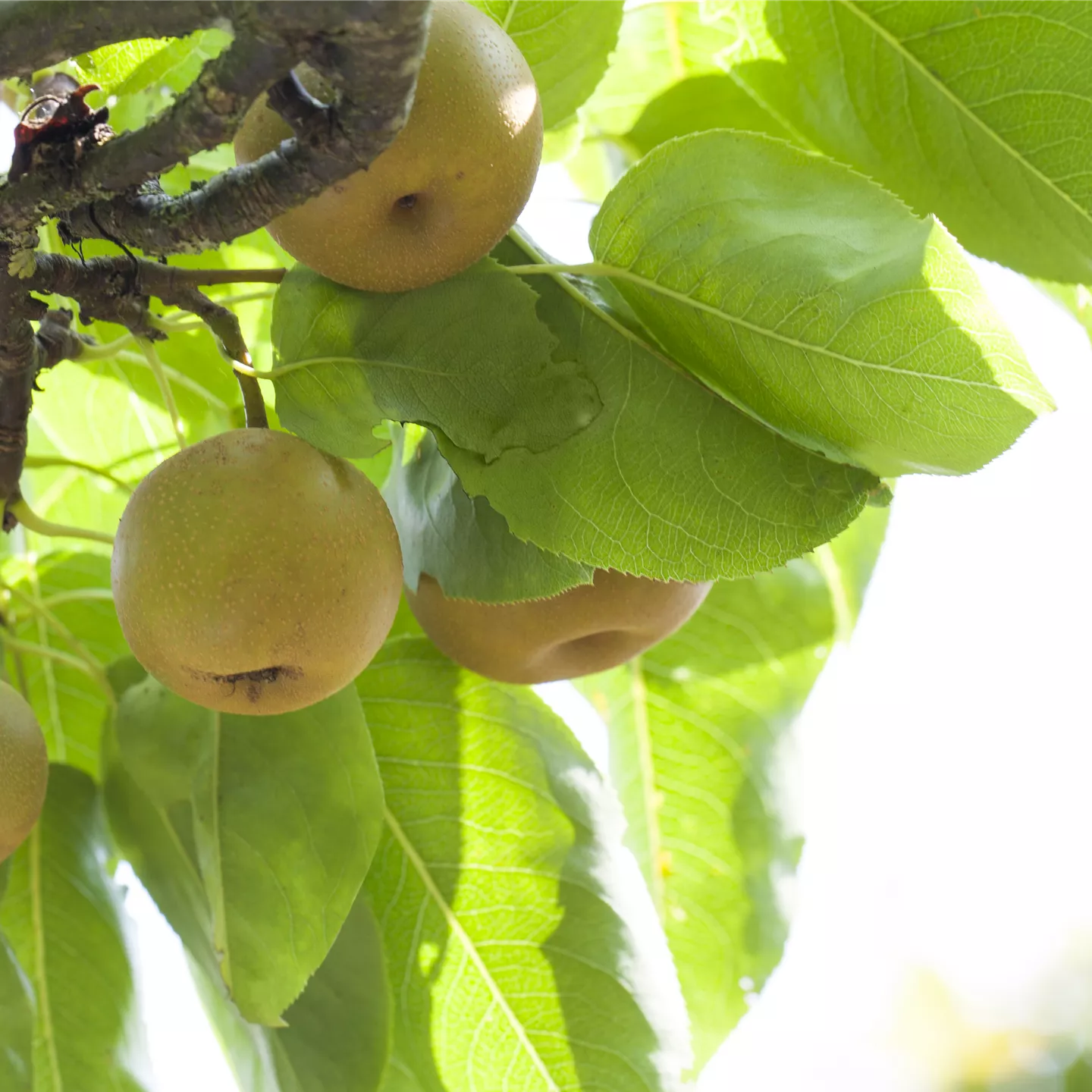 Pyrus pyraster 'Kosui' CAC