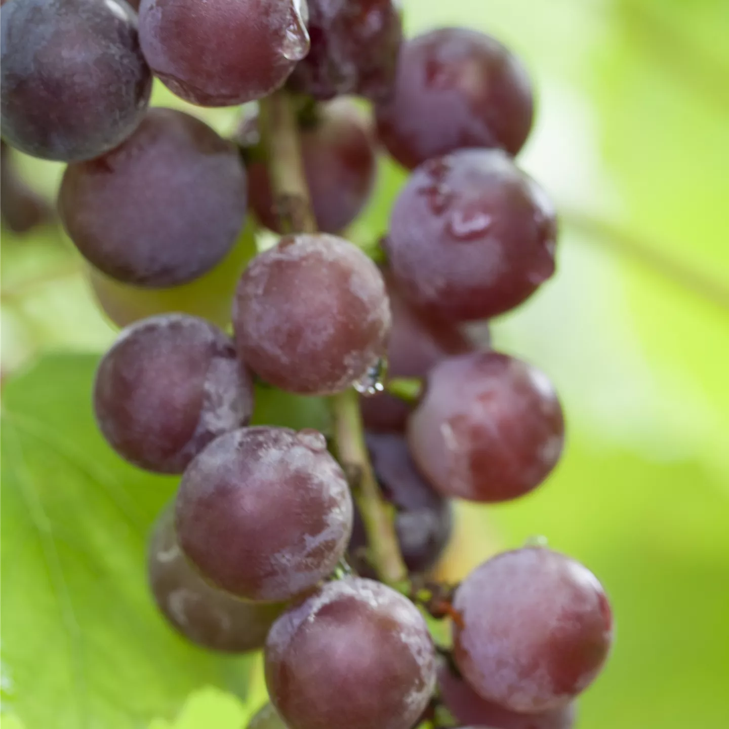 Vitis 'Vanessa' -R-