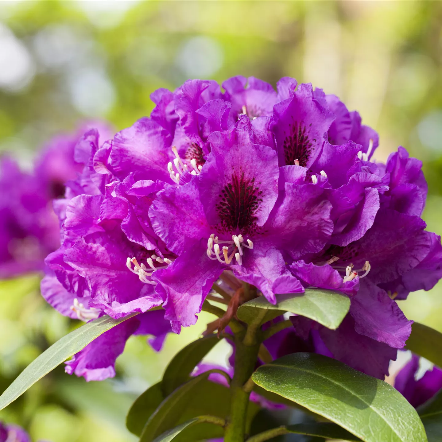 Rhododendron Hybr.'Rasputin'