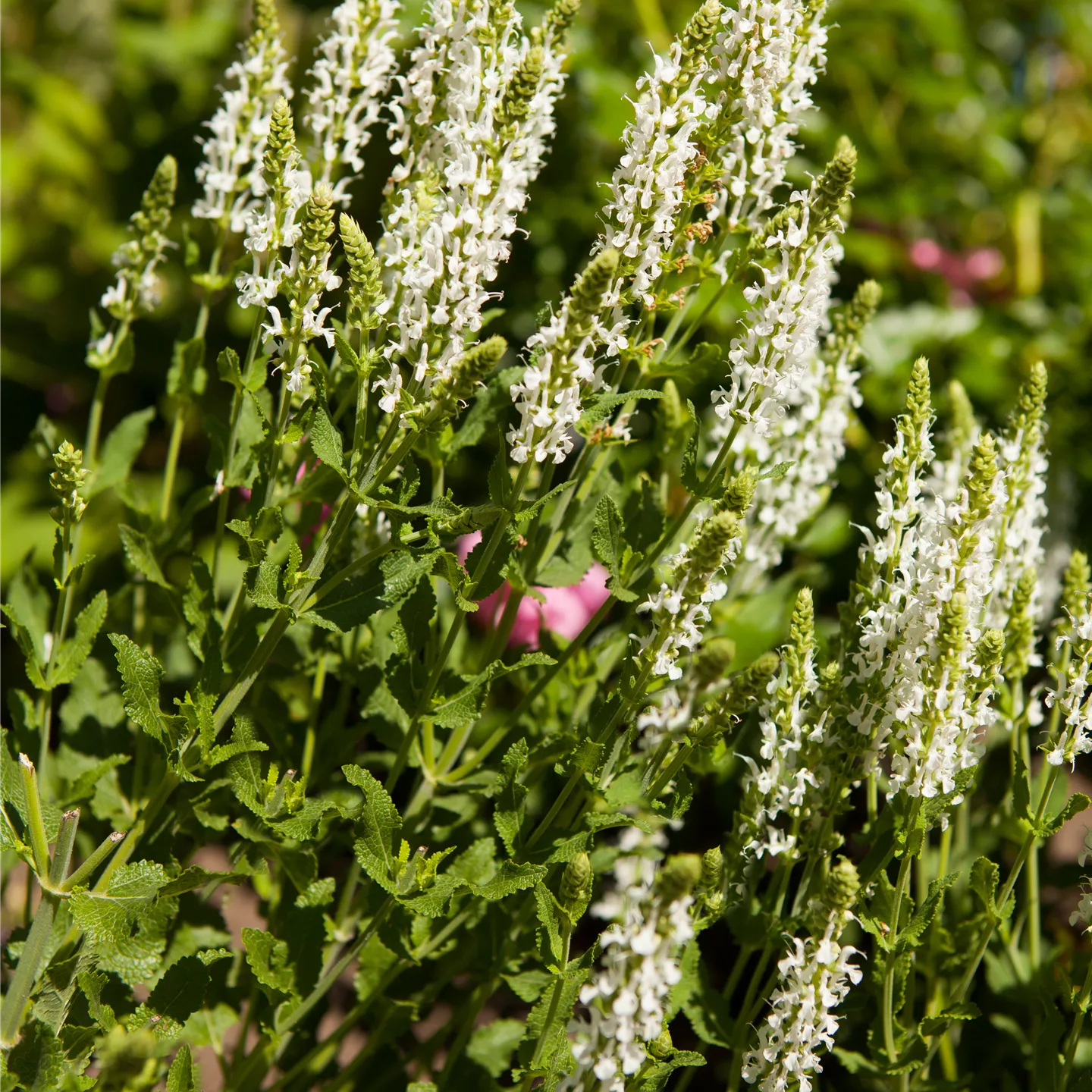 Salvia nemorosa 'Adrian'