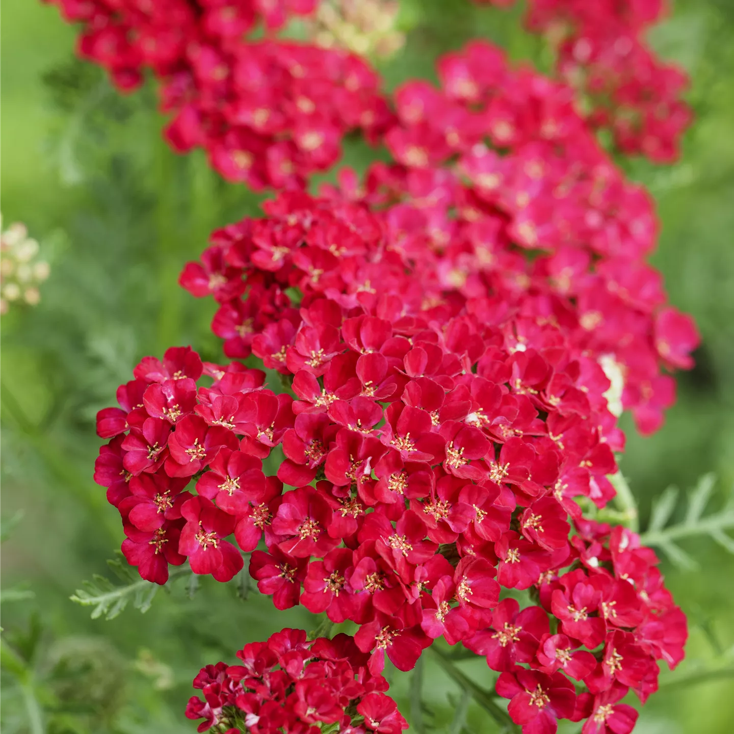 Achillea millef. TF 'Pomegranate' -R-