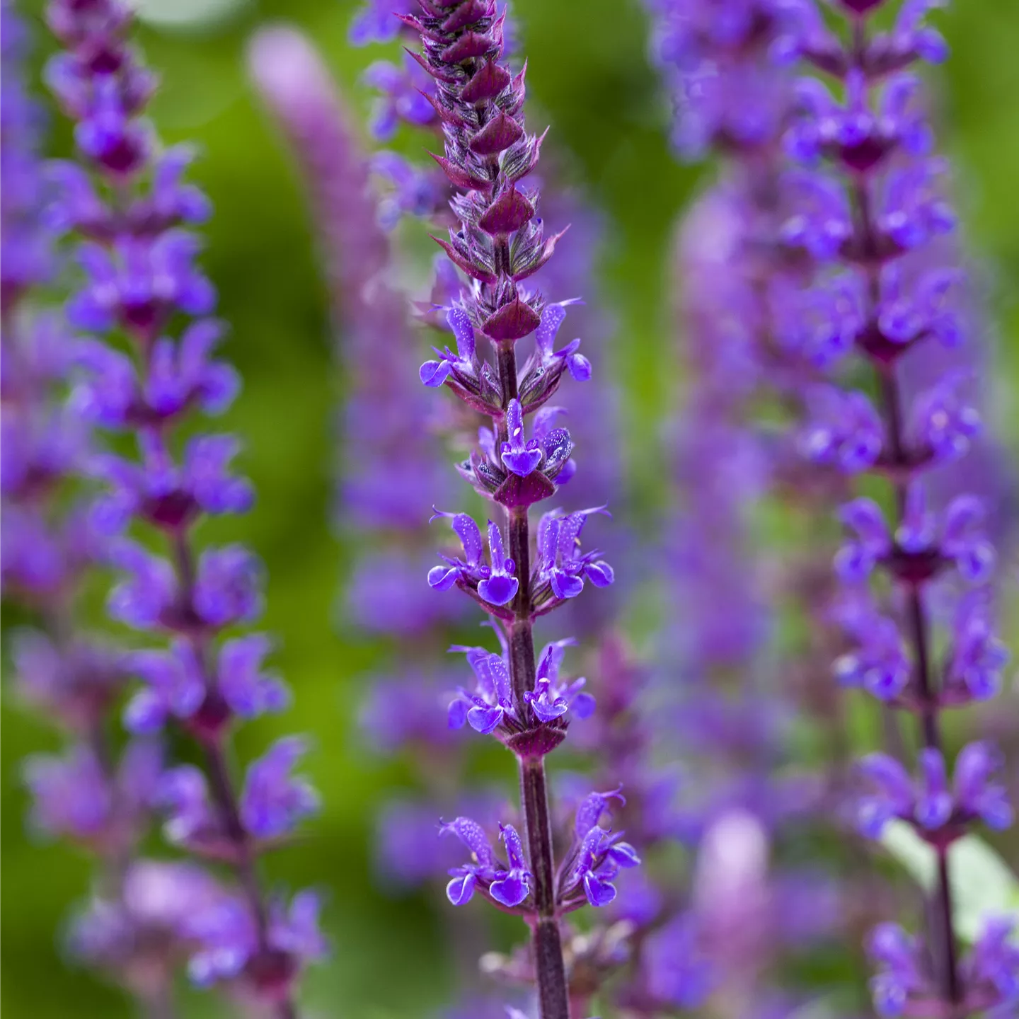 Salvia nemorosa 'Caradonna'