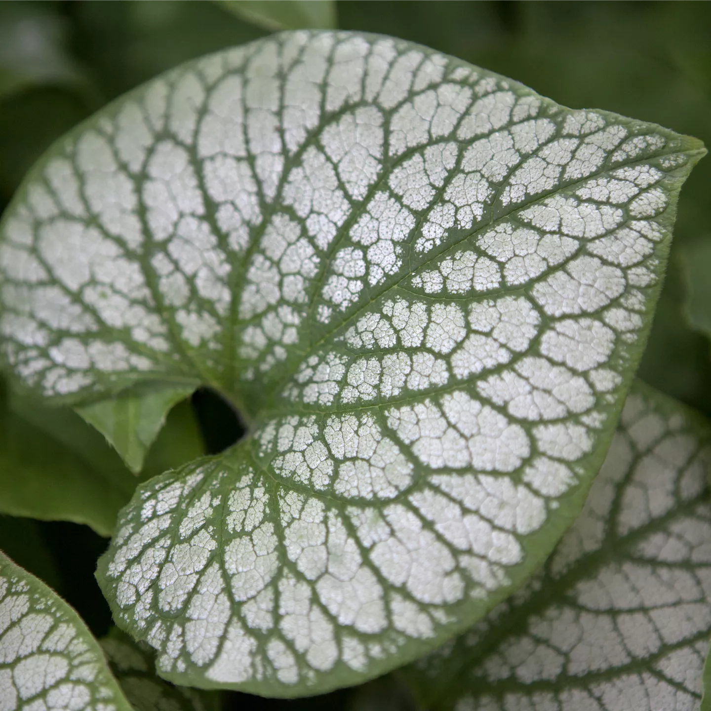 Brunnera macrophylla 'Jack Frost' -R-