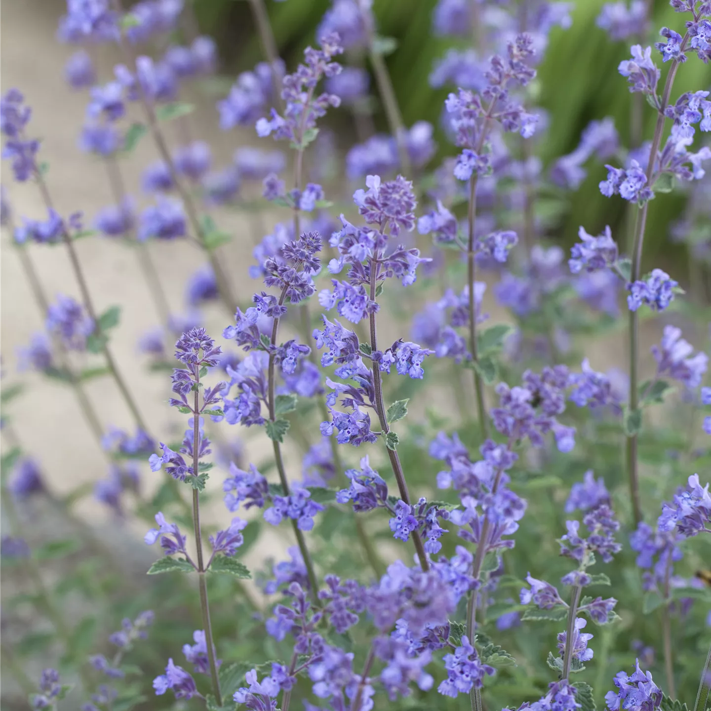 Nepeta x faassenii 'Six Hills Giant'