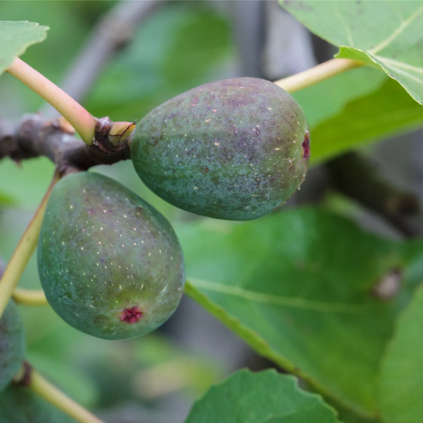 Ficus carica 'Icecrystal'