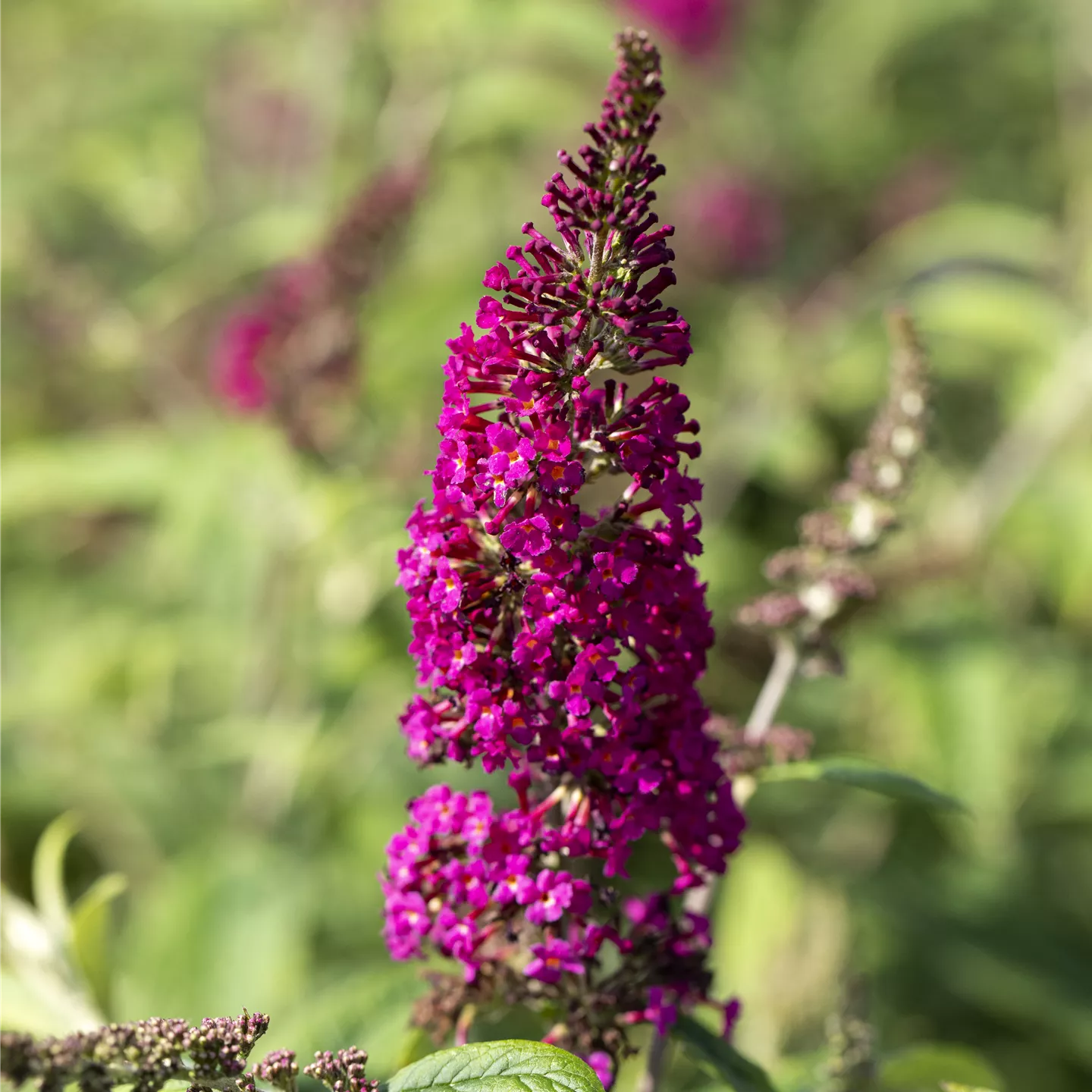 Buddleja davidii 'Prince Charming' -R-