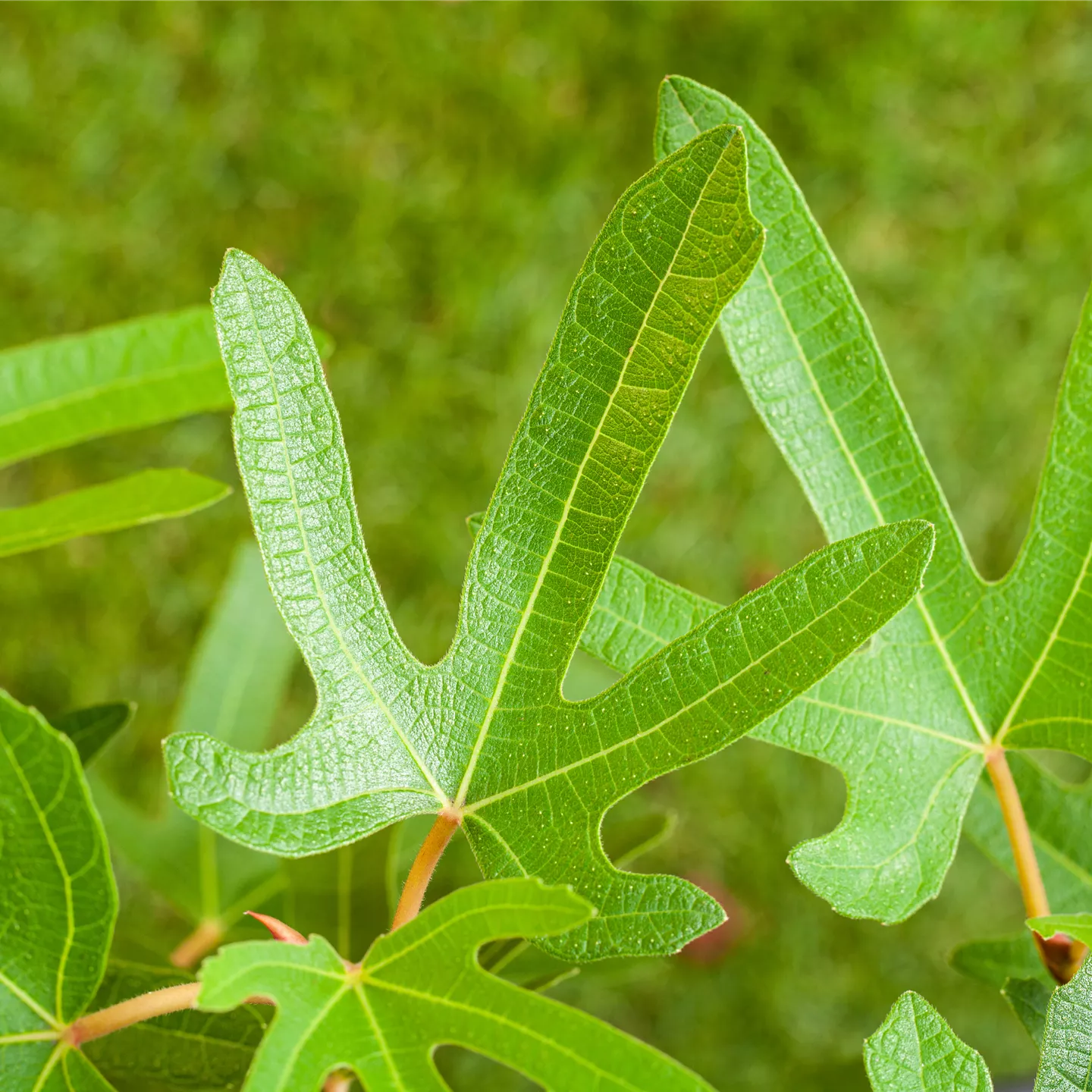 Ficus carica 'Rouge de Bordeaux' CAC