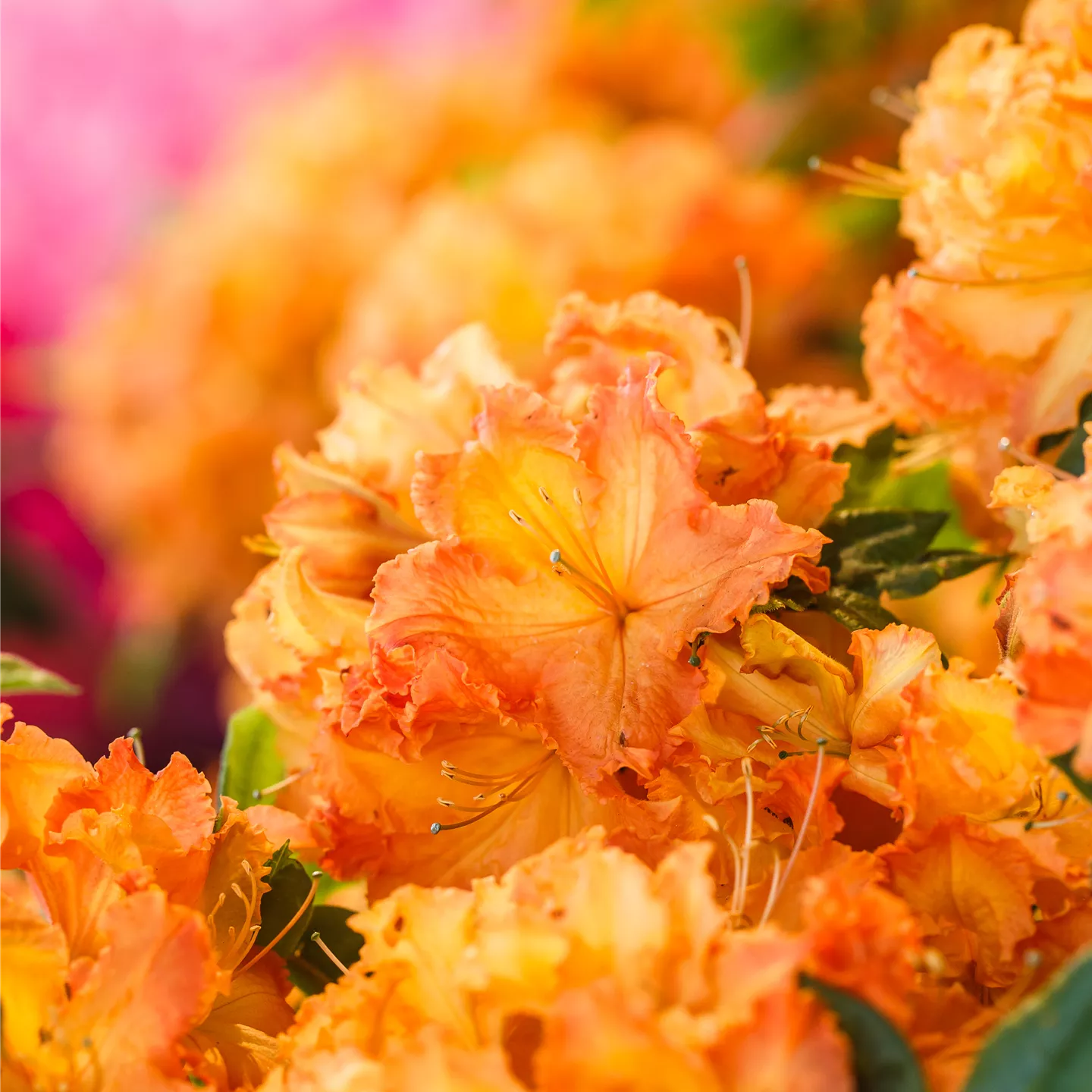 Rhododendron lut.'Gibraltar'