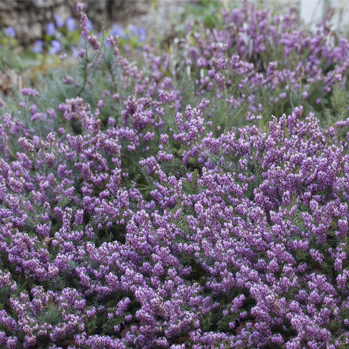 Erica carnea i.S.