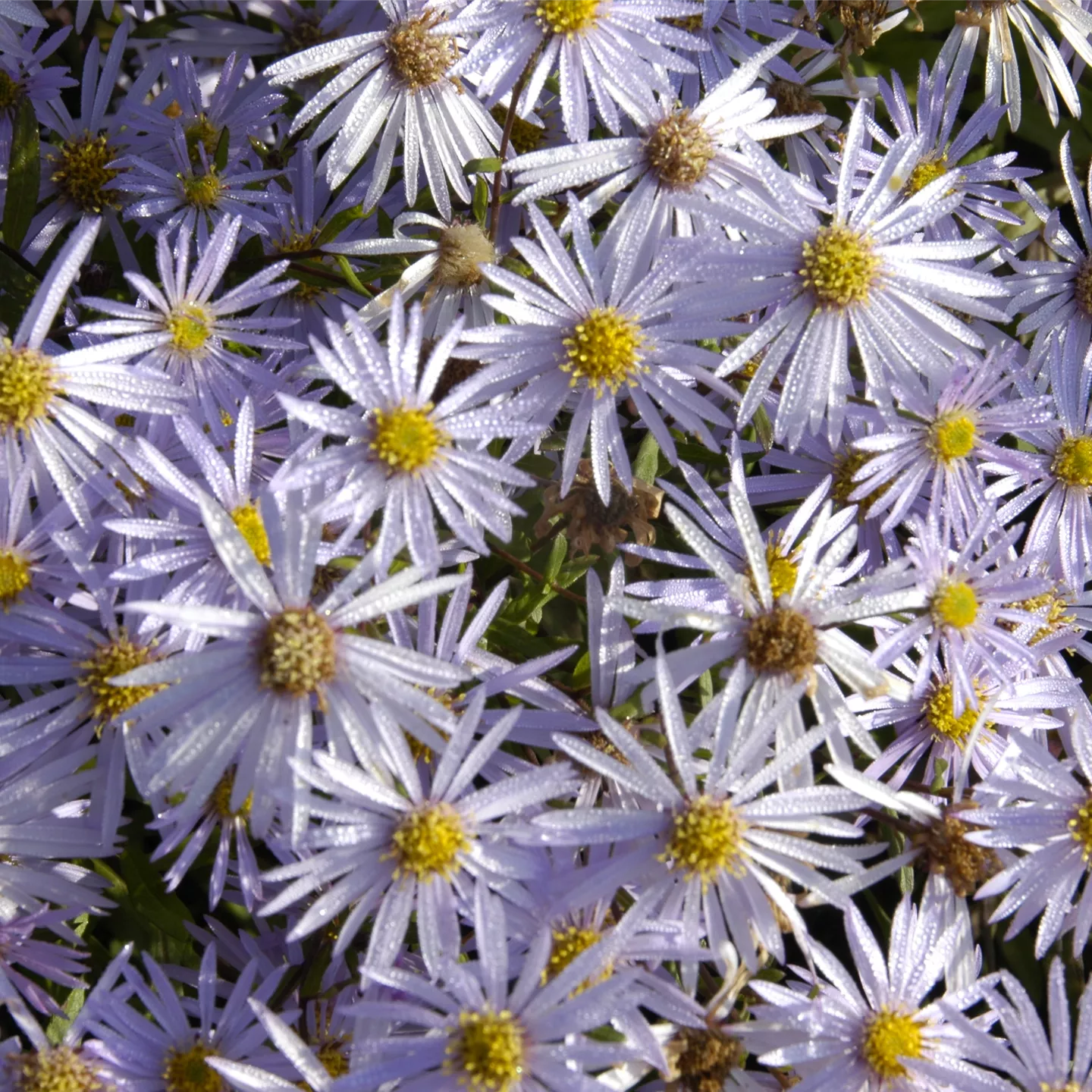 Aster pyrenaeus 'Lutetia'