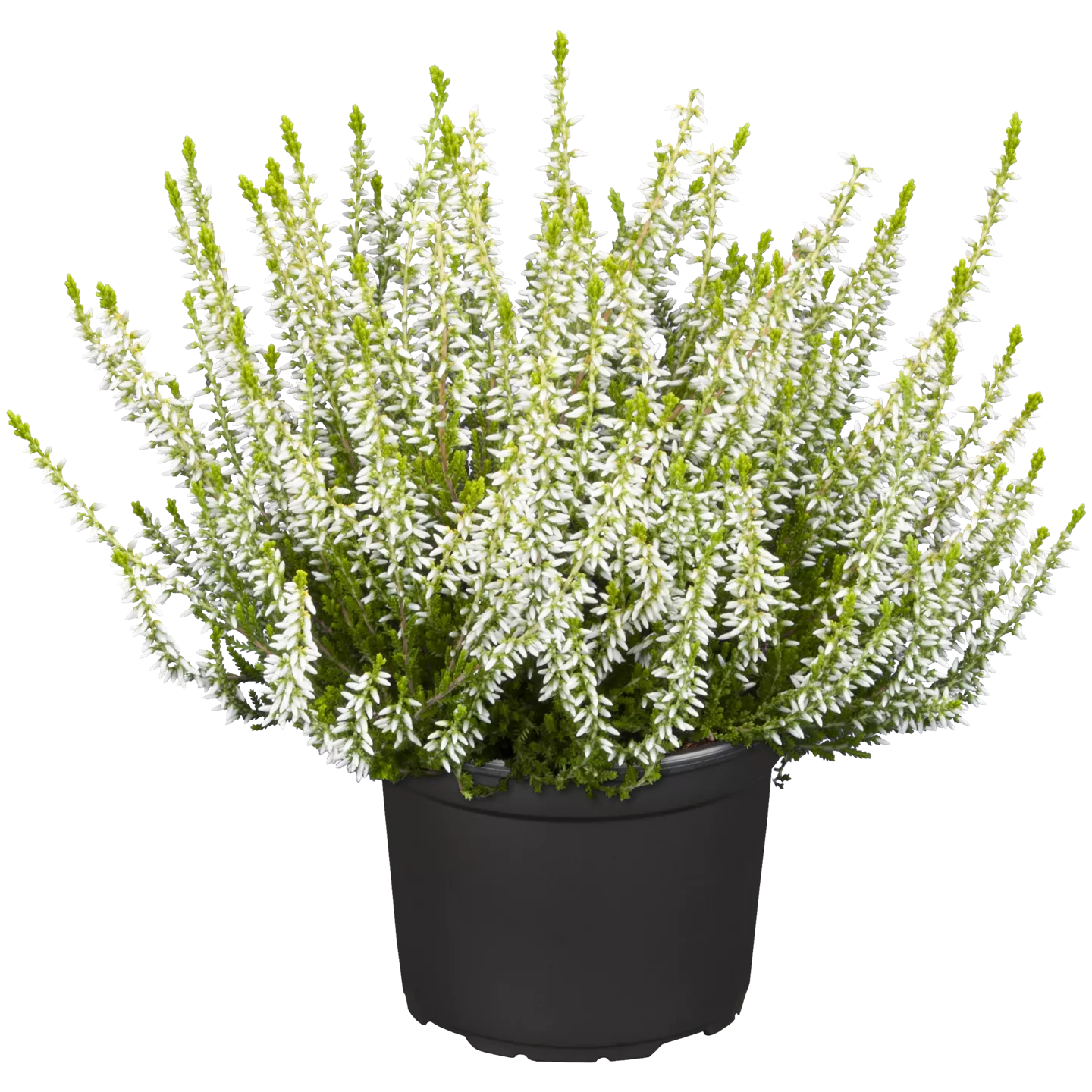 Calluna vulgaris 'Gardengirls' -R- i.S.