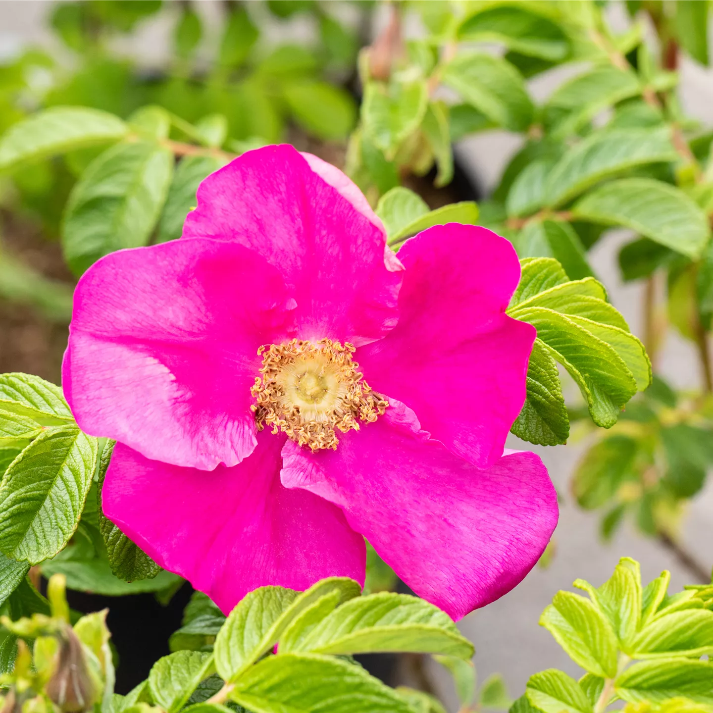 Rosa rugosa rubra