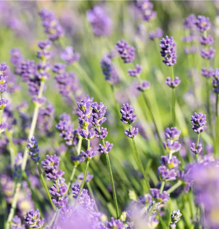 Lavendel