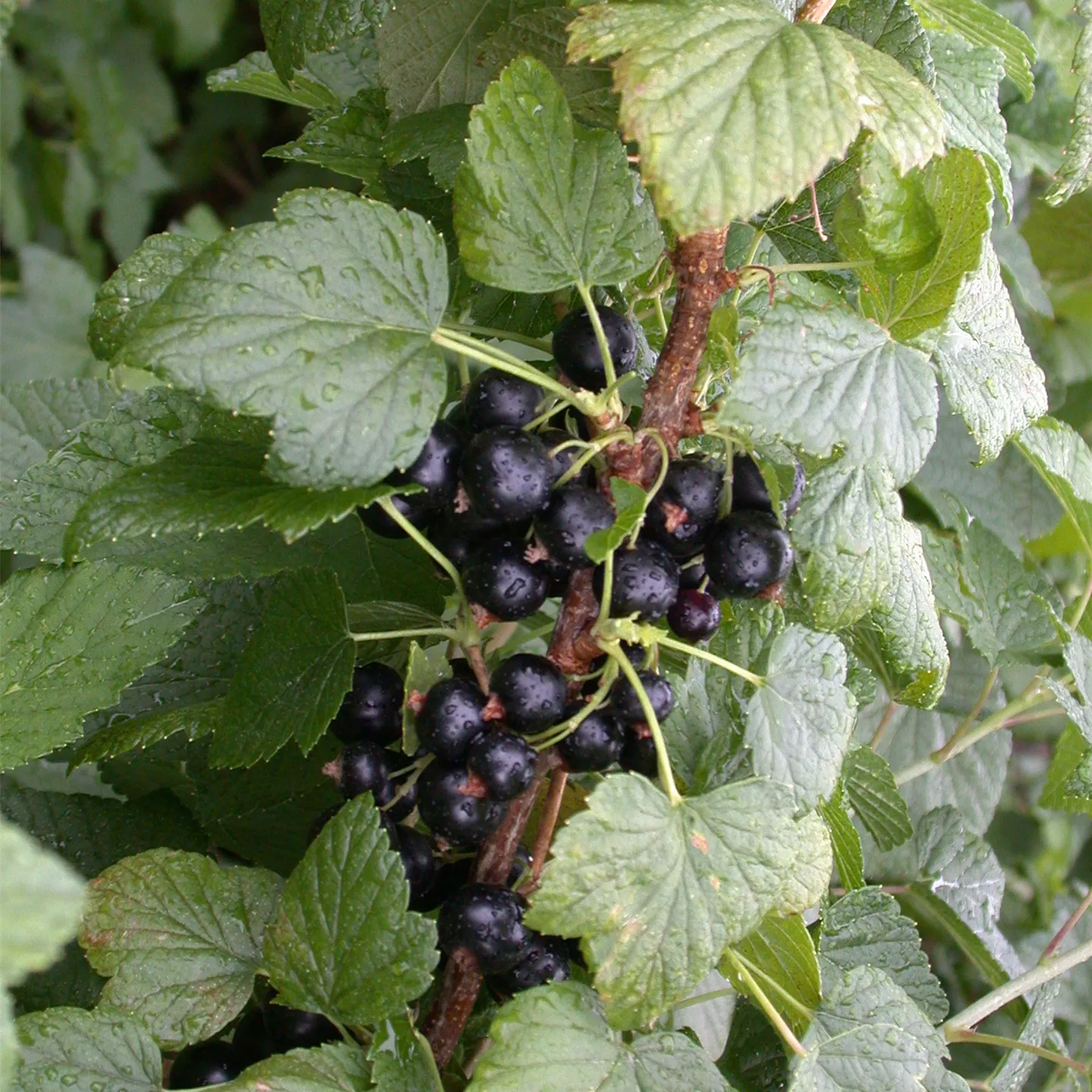 Ribes nigrum 'Titania' CAC