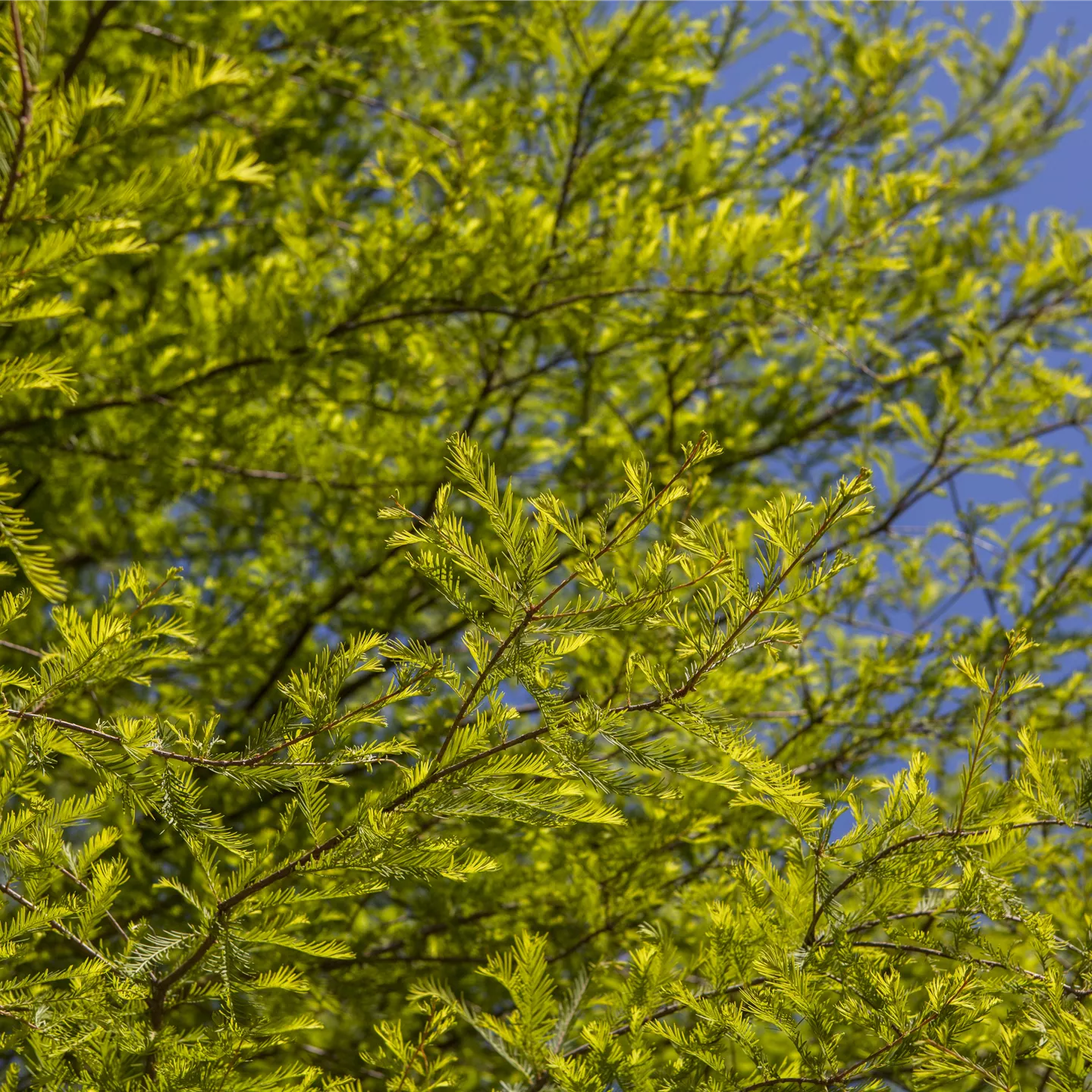 Taxodium distichum (Solitärgehölz)