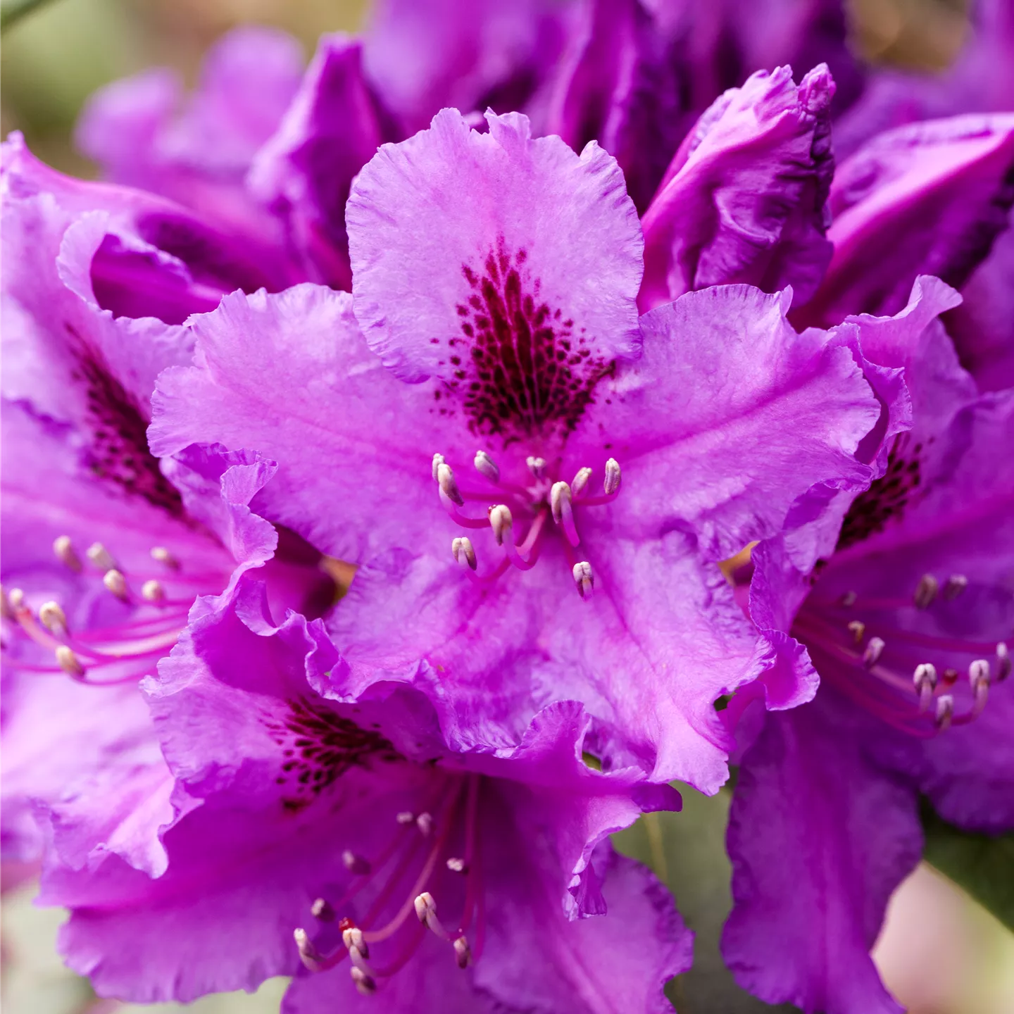 Rhododendron Hybr.'Azurro'