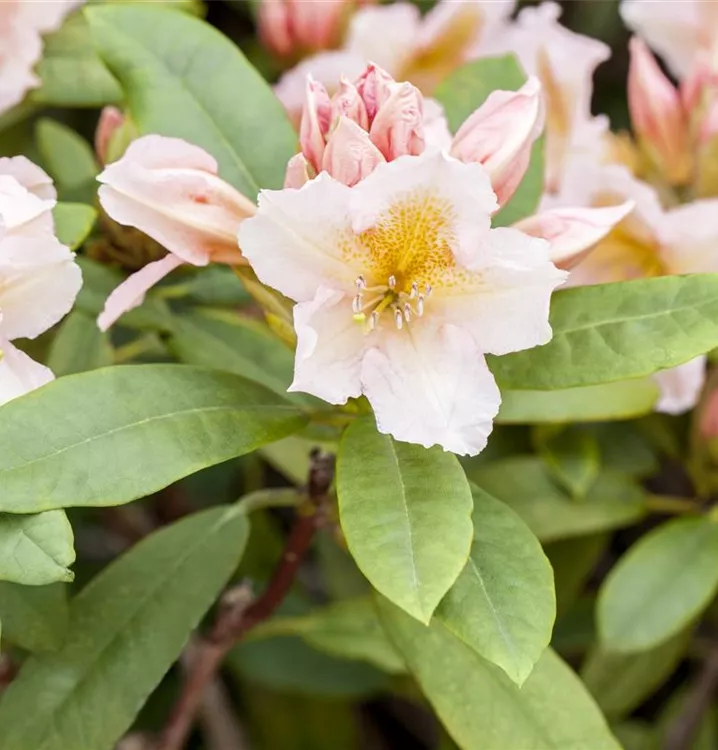 Rhododendron-Hybride 'Belkanto' -R-