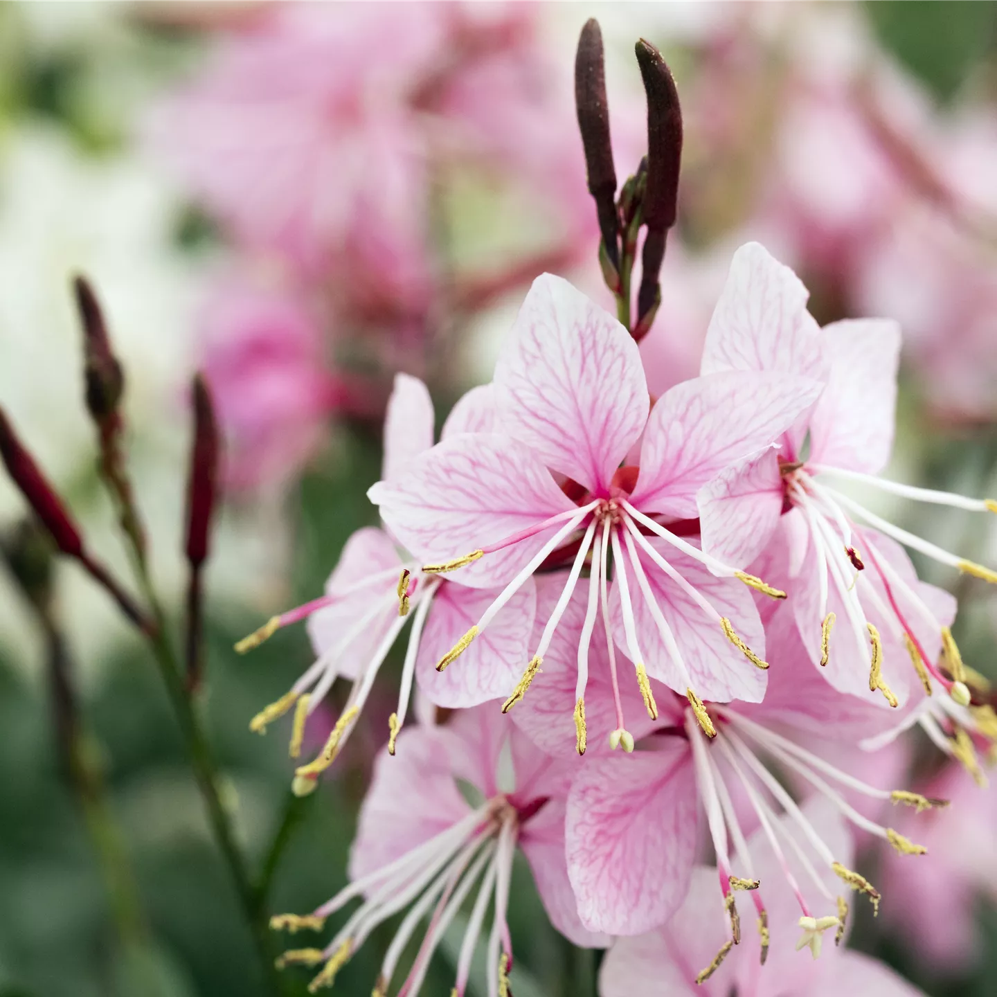 Gaura lindheimerii 'Siskyou Pink'