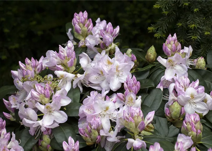 Rhododendron Hybr.'Gomer Waterer'