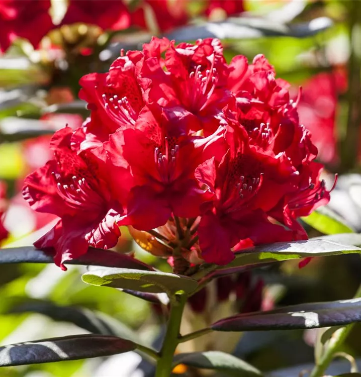 Rhododendron-Hybride 'Karl Naue'