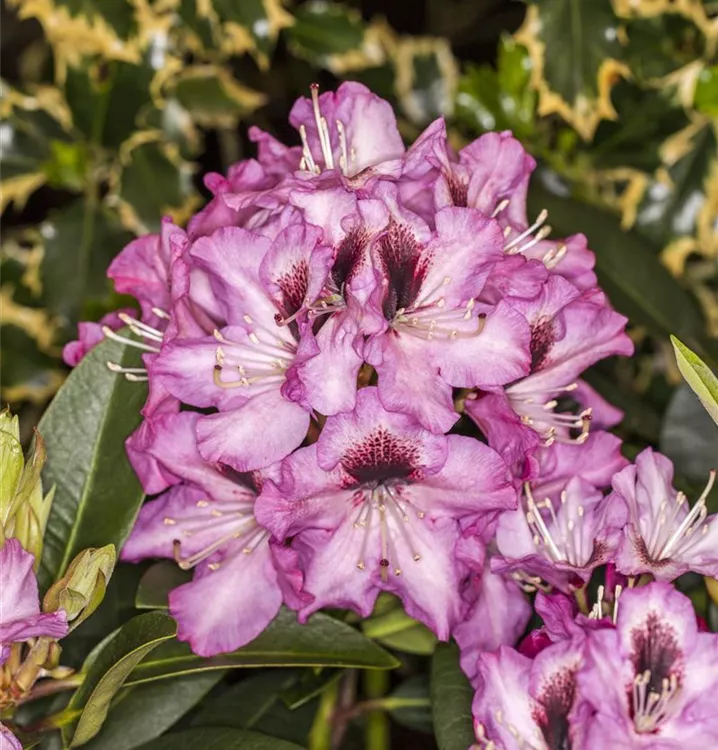 Rhododendron-Hybride 'Kokardia' -R-