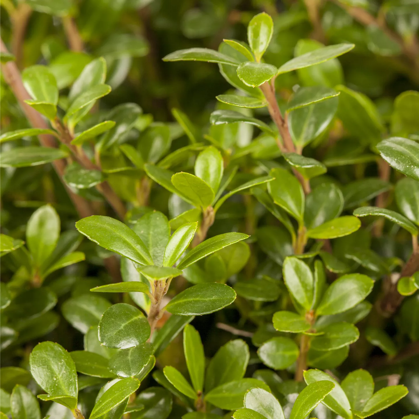 Ilex crenata 'Glorie Gem'