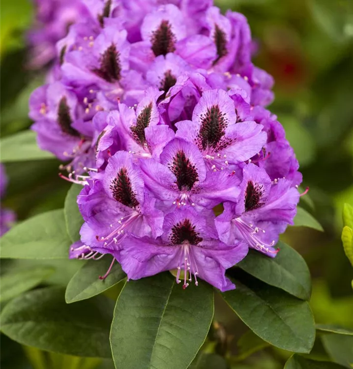 Rhododendron-Hybride 'Orakel'