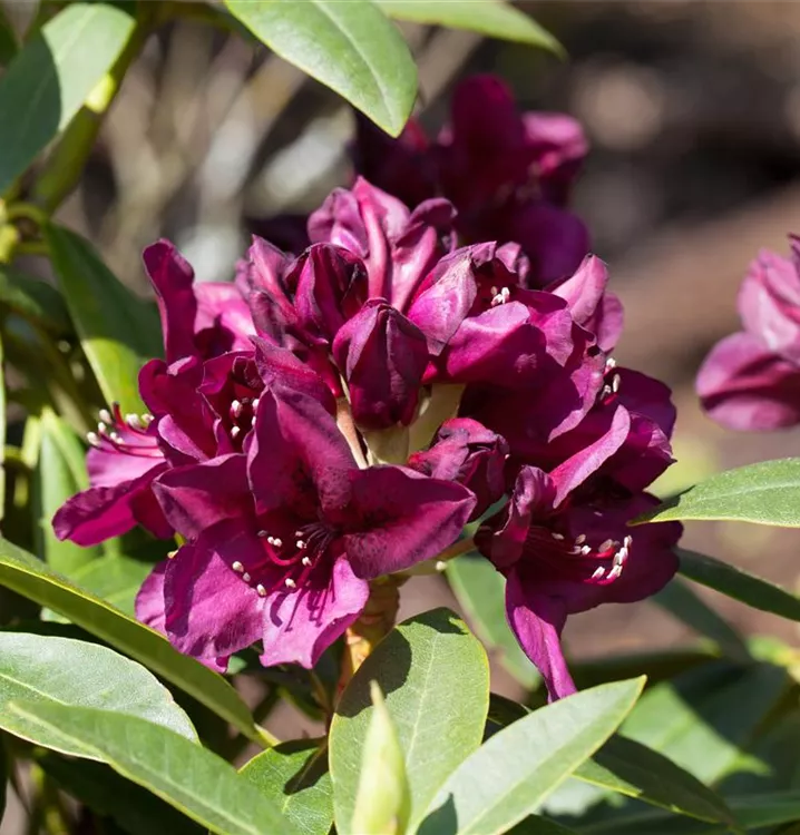 Rhododendron-Hybride 'Polarnacht'