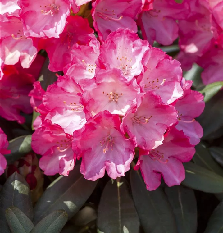 Yaku-Rhododendron